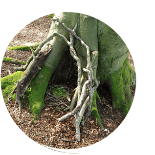 Tree Roots