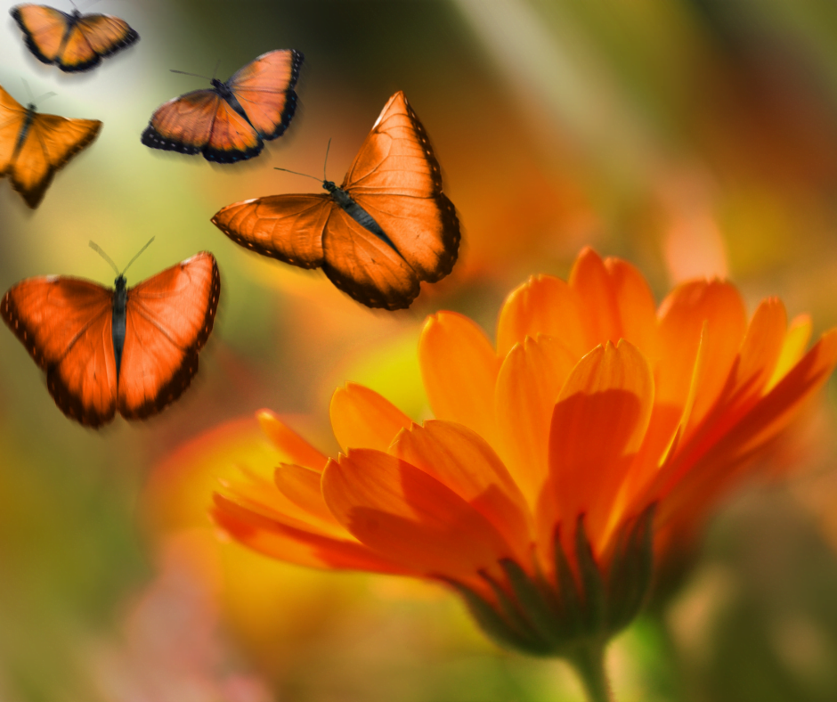 Butterflies Pic